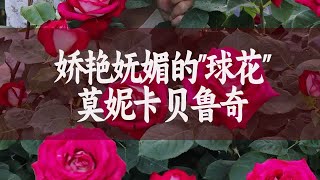 【惠惠的花园】”莫妮卡.贝鲁奇“花大浓香，独特鲜明双色花瓣，花朵明媚夺目又高雅，花期长，长势强劲复花快