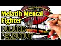 Cara melatih mental perkutut lokal