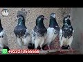 kalsiray teddy kabootar ch sakhi muhammad bhatti pigeons