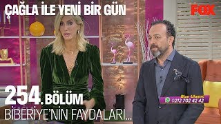 Biberiye'nin faydaları... Çağla ile Yeni Bir Gün 254. Bölüm