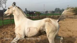 Marwari stallion Blue prince sire Stallion Fauji