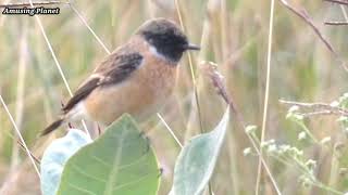 Siberian stonechat or Asian stonechat (Saxicola maurus)