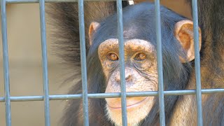 日本一の美少年げんき（Japan's most beautiful boy Genki）　日本平動物園　チンパンジー　202307