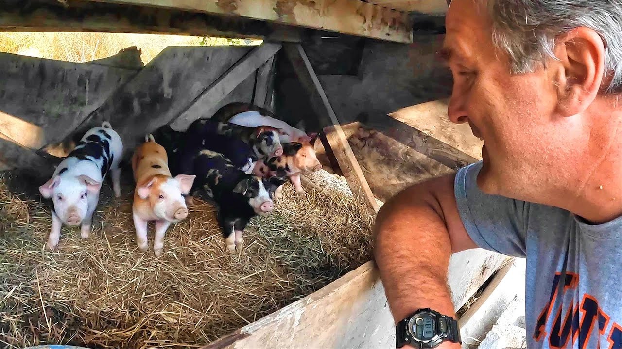 Release the Piglets!