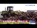 成大食物致癌研究 棕櫚油最危險 ｜八大民生新聞 2021111504