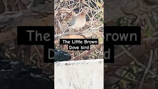 The Little Brown Dove bird