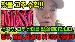 첫물 고추 수확 했어요!!^^, 수확 후 고추 상태 살피는 방법과 영양제, 비료, 약 주는 방법 공개합니다^^