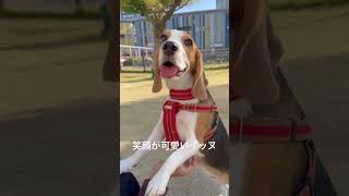 笑顔が可愛いイッヌ #ビーグル犬 #dog #beagle #SNOOPY