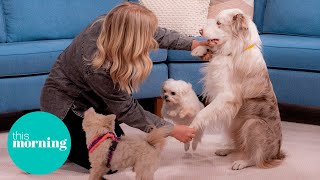 Meet Britain’s Got Talent’s Dancing Dogs and Their Owner Lucy Heath | This Morni
