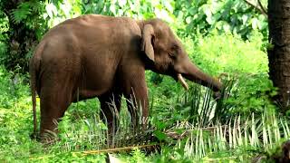 WILDLIFE [wildelephant] അവസാനം ഒന്ന് റിവേഴ്‌സ് ഗിയർ ¡¡¡