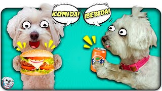 No ELIJAS la BEBIDA ni COMIDA para PERROS INCORRECTA!🍔⚠️🥤 Anima Dogs