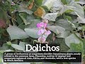 how to say dolichos in english what is dolichos how does dolichos look