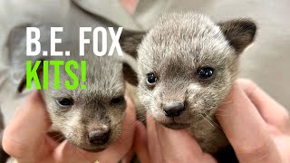 Baby Bat-eared Fox Success Story!