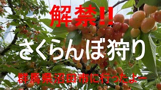 移動解禁「サクランボ狩り」お腹いっぱい、もう食べられないかも!!