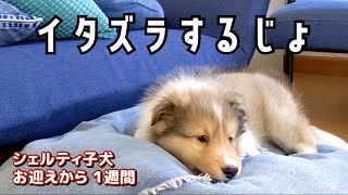 【子犬お迎え１週間】シェルティ子犬 甘噛み・いたずら可愛すぎ♪