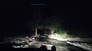 सनकी टाइगर । Night Drive Jim Corbett National Park । Wild Elephants । Gomti Elephant Of Dhikala