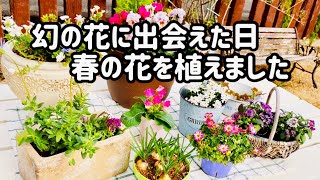 【ガーデニング】幻の椿を愛でる/クレマチスが枯れました/春の花を植える