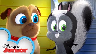 A Stinky Story | Puppy Dog Pals | Disney Junior