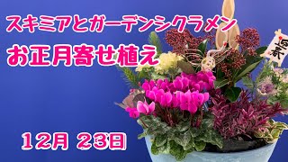 スキミアとシクラメンお正月寄せ植え