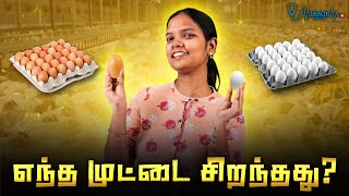 நாட்டு கோழி  முட்டை VS வெள்ளை முட்டை ரெண்டுக்கும் என்ன வித்தியாசம்? | White Eggs Vs Brown Eggs