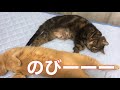 寝ている老猫にかまってほしくてちょっかいを出す猫に癒された　sleeping cat and cat trying to wake up