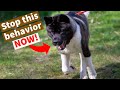 AKITA RESOURCE GUARDING | How to STOP this Behavior | The Akita Life