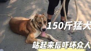 外形似虎一顿生吃4只鸡，农村狗市上第二大猛犬，站起来比人还高