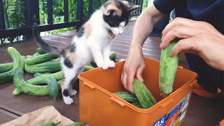 고양이가 아니라 시어머닌 줄 알았어요  Cat working hard to help mom