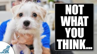 Here's Why Your Puppy \