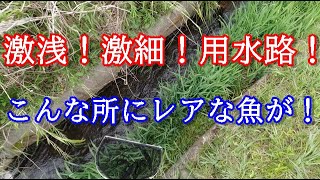 激細用水路でガサガサあの魚が！