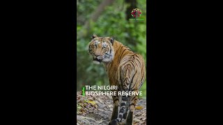 A Glimpse at the Nilgiri Biosphere Reserve | Wildlife COnservation In India | #WorldBiodiversityDay