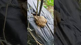 황금색이나는 금 두꺼비  Asiatic Toadturtle