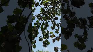 Haldina cordifolia, Bark, leaves and fruits