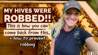 Were Your Hives ROBBED Out? Here is How To FIX It! Beekeeping 101 #beekeeping