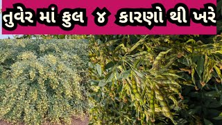 તુવેર ના પાક માં ફુલ ખરવાનું કારણ છું ?/ tuver na pakma ful kharvana nu Karan તુર પાક માં ફુલ ડ્રોપ