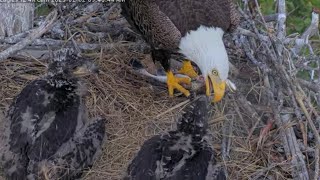 Clive brings fish and feed eaglet | to Captiva Eagle Cam | Feb 2, 2025