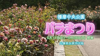 🌹春のバラまつり 播磨中央公園～兵庫県加東市河高～