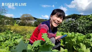 🔴 후다닥 밭에 왔어요. 무와 배추가 많이 컸습니다.