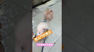 黑皮是隻博美狗