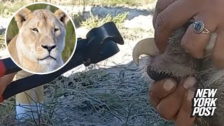 How to cut a lion’s nails? Very carefully