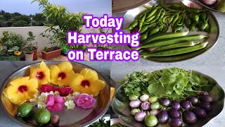 Today Harvesting on Terrace/ఈరోజు మిద్దె తోటలో కోసిన కూరగాయలు...