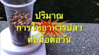 ปริมาณการให้อาหารปลาคาร์ปต่อวัน