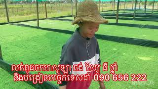 របៀបដាំចកអាសូឡា 090656222