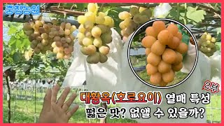 대황옥(호로요이) 색깔내기? 떫은 맛 없앨수 있을까?