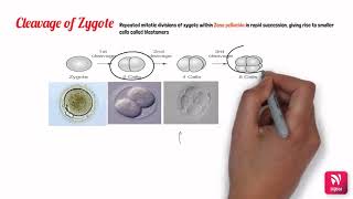 Cleavage of zygote