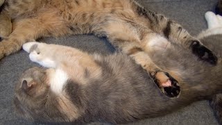 万歳! 母猫と眠る子猫 Hurray! Mom Cat and Kitten Sleeping