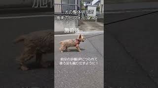 犬の整体研究所　施術のビフォーアフター