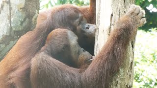 木をチュパチュパするオランウータン/ Orangutans sucking a tree