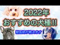 【2022年おすすめ】人気犬種ランキング‼︎獣医師がワンちゃんの特徴、性格、病気を解説、-2021年のランキングもあり、飼いやすさ1位はどの犬種？-