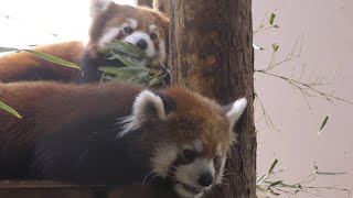 レッサーパンダ　キナコちゃんとキントキくん　ふんわりした関係です　【茶臼山動物園】Red panda Chausuyama Zoo